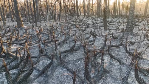 Black Dead Vegetation Burnt Down After Forest Fire Destroyed Florida Jungle Woods Ground Covered