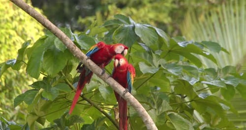 Ein lebhaftes scharlachrotes Duo, das sich beim All-Preening im Herzen des peruanischen Regenwaldes verbindet.