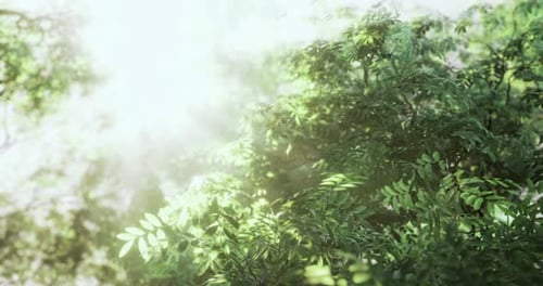 Sunlight Filtering Through Lush Green Leaves in a Peaceful Forest Setting