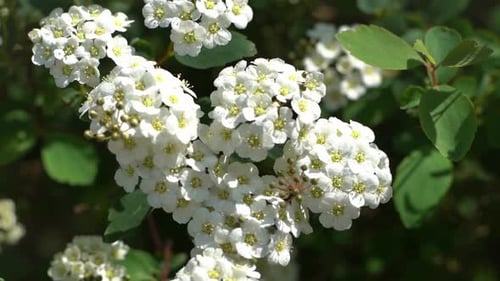 Spirea Plant White Flowers on a Green Bush in the Garden Petals and Leaves Natural Floral Background