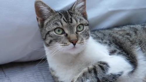 Katzenpflege auf einer Couch Nahaufnahme