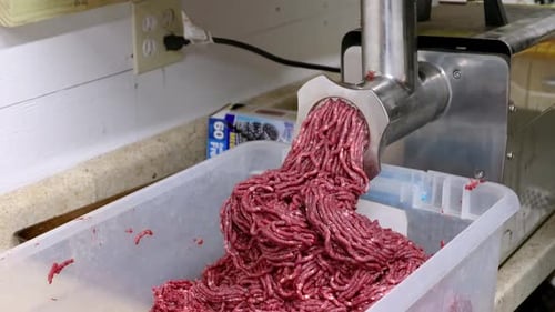 Red meat is ground in electric meat grinder; butcher pushing chunks of wild game meat into hopper of