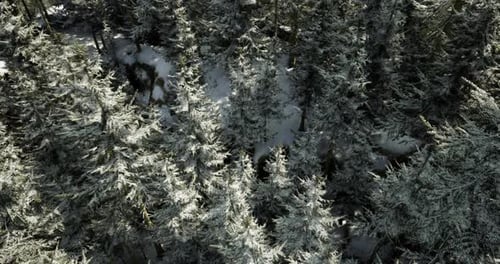 Snow Covered Pine Trees in a Serene Forest Landscape During Winter Season