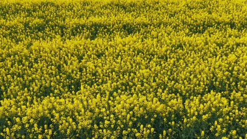Blooming Rapeseed Field on a Sunny Day Flying Above Stunning Yellow Rape Fields in Spring Vegetable