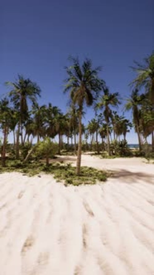 Sandy Beach With Palm Trees and Ocean