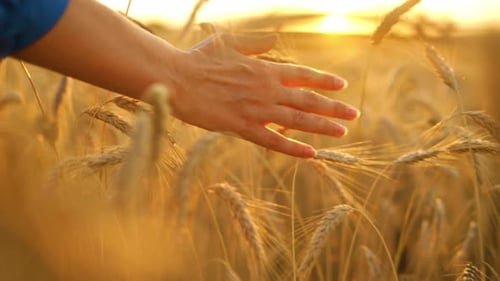 Hand Touching Wheat Field at Golden Hour