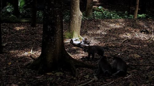Les singes se couchent dans la forêt au soleil et se lavent les cheveux