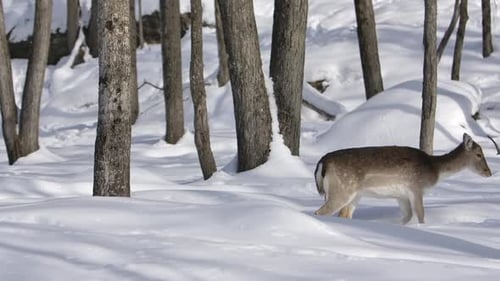deer walking winter trail side profile cute