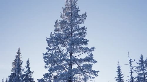 Schneebedeckte Kiefer vor klarem Himmel
