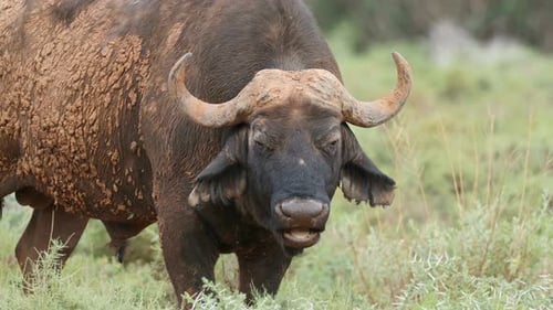 African Buffalo In Natural Habitat, South Africa