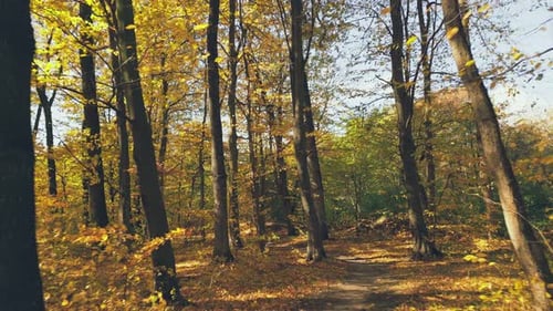 Path in the Autumn Forest