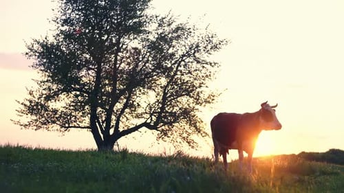 Cow on the Background of Sunset in the Village in the Garden