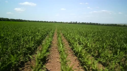 Green corn field aerial view