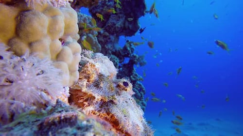 Underwater Scorpion Fish