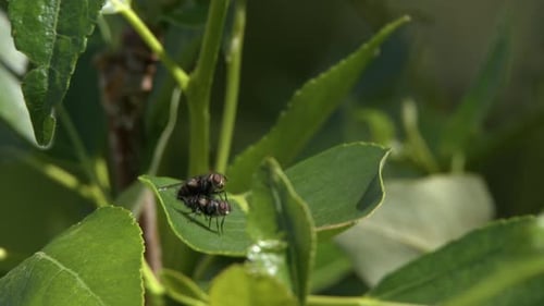 Close up of two flies mating on green leaf on breezy forest day,