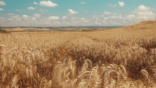 Wheat Field