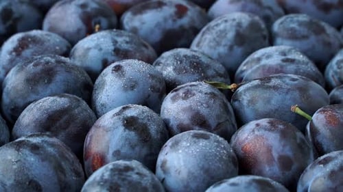 Side View of Fresh Ripe Violet Plums Dewdrop Rotate in Circle Harvesting