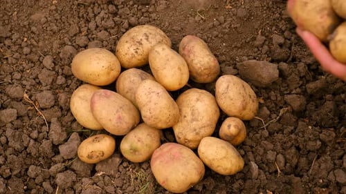 Harvesting Potatoes in the Garden Selective Focus