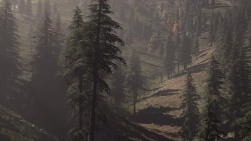 Evergreen Fir Trees with Cones Peaks of French Alps Mountains