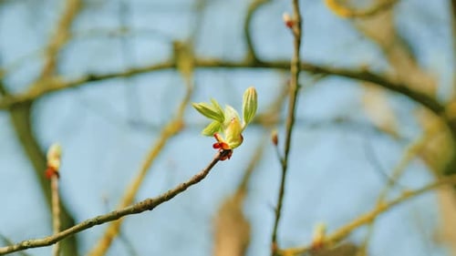 Tree Bud Opening in Early Spring Captured in Slow Motion Zoom-Out Shot