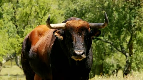 Close up of a brown Bull surrounded by green trees