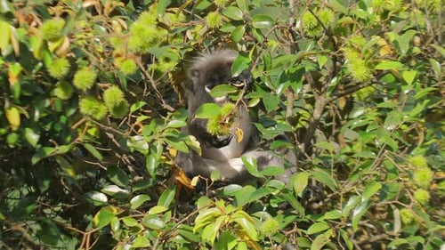 Langur Hiding Among Dense Green Foliage in Forest Blending Seamlessly