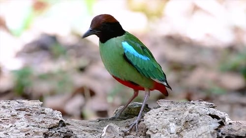 Se encuentra comúnmente en el sudeste asiático y es un ave bastante amigable; famosa por su hermosa ronda verde