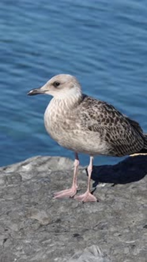 Close-Up of a Seagull Standing on a Rock by the Sea