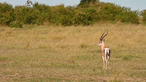 Thomson's gazelles standing in the open plains of Kenya grassland, scouting the field for danger