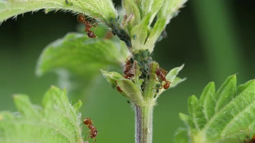 Rote Waldameisen auf grünem Blatt — Makro-Naturnahaufnahme