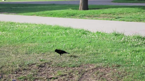 Bird in a city park