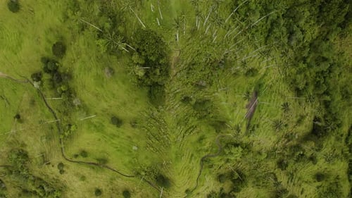 Drone Descends Above Wax Palm Trees in Cocora Valley