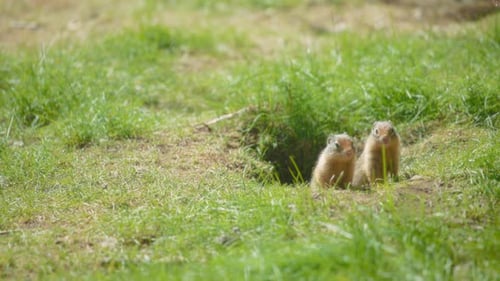 Two prairie dogs sitting in the hole on a grassy meadow