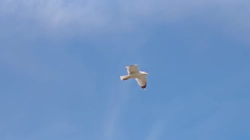 Seagull Flying in the Blue Sky