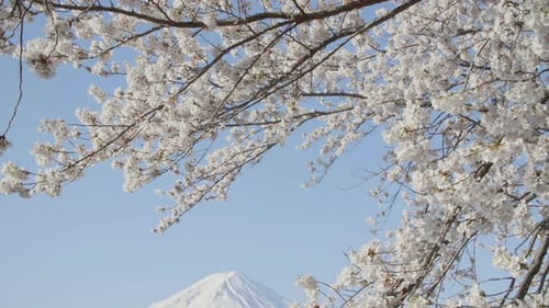 Cherry Blossoms to Mt. Fuji over the lake. Short version