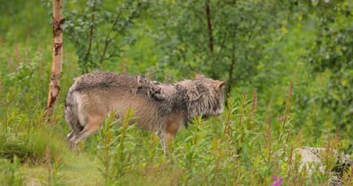 Large Male Wolf Standing Between Bushes in the Forest