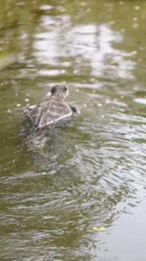 Un Varègue sous l'eau sale