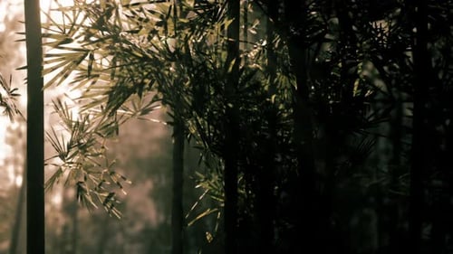 Sunlight Filtering Through Lush Bamboo Forest During Early Morning Hours
