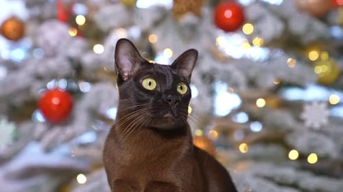 Portrait of funny cute cat celebration new year. Dark kitty posing with christmas tree.