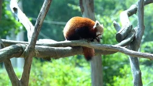 Exhausted red panda walks gently on a branch