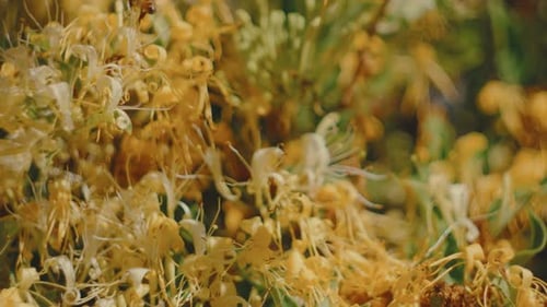 Honeysuckle Flowers Abuzz with Honeybees on Sunny Day