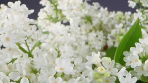 A close up of a bunch of white lilac flowers with yellow centers