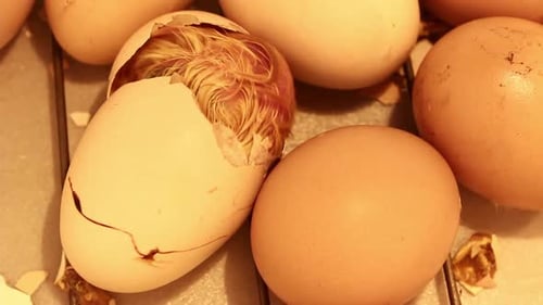 Close up of Baby Chick Hatching from Egg