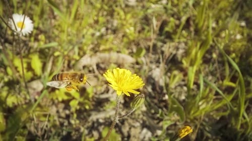 Bee Collecting Pollen From a Yellow Flower