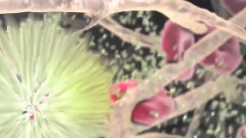 Animated microscopic view of bacteria and cells in motion