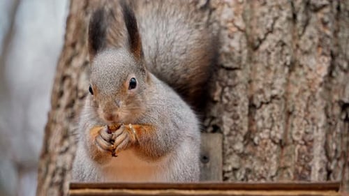 Close-up portrait of a red fluffy squirrel gnawing on a walnut.