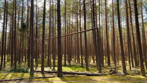 Descendez les arbres tombés après une tempête dans une forêt baltique près de la mer