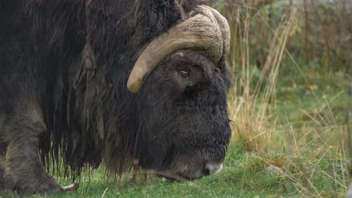 Buey almizclero comiendo hierba verde. Vista de cerca con el animal con pezuñas