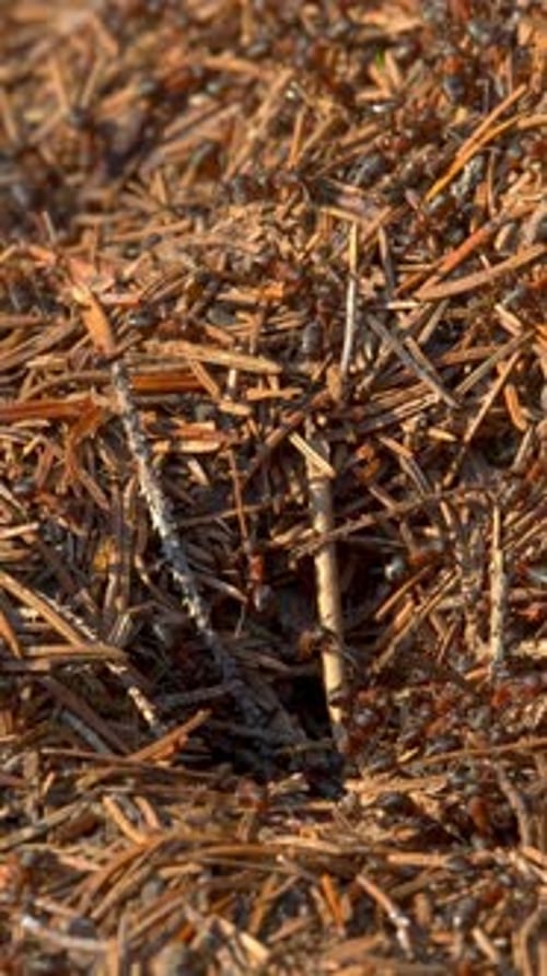 Vertical Screen Ant Hill with Colony of Insect