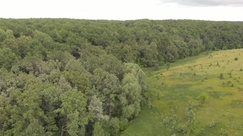 Summer Forest